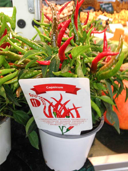Capsicum Peperoncino