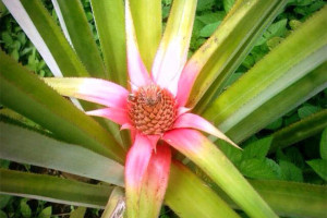 Ananas-Blüte gereift von Elle Republic