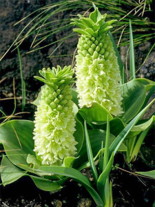 Ananas in voller Blüte von Elle Republic