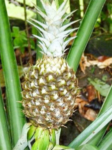 Ananas reif und fertig zum Pflücken von Elle Republic