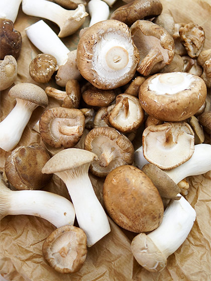 Austernpilze, Shiitake, braune Champignon für Pasta mit Pilz-Ragout