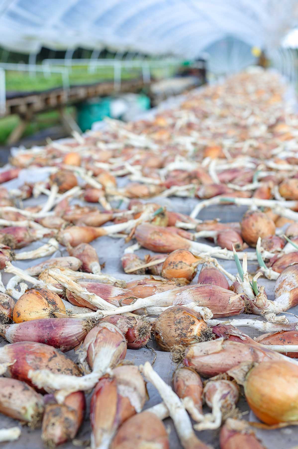 Dieser Biohof Hamburg entwickelt die Zukunft der Landwirtschaft