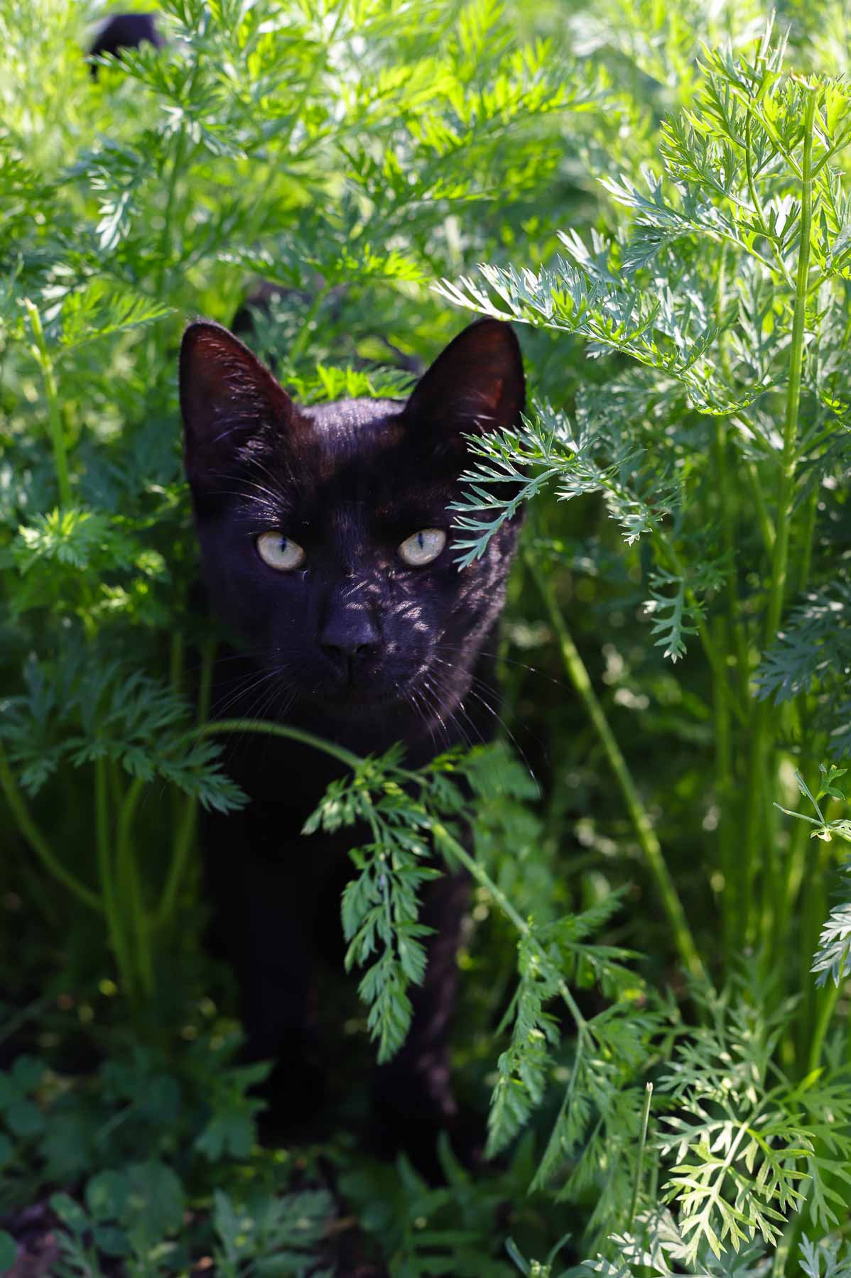 Katze