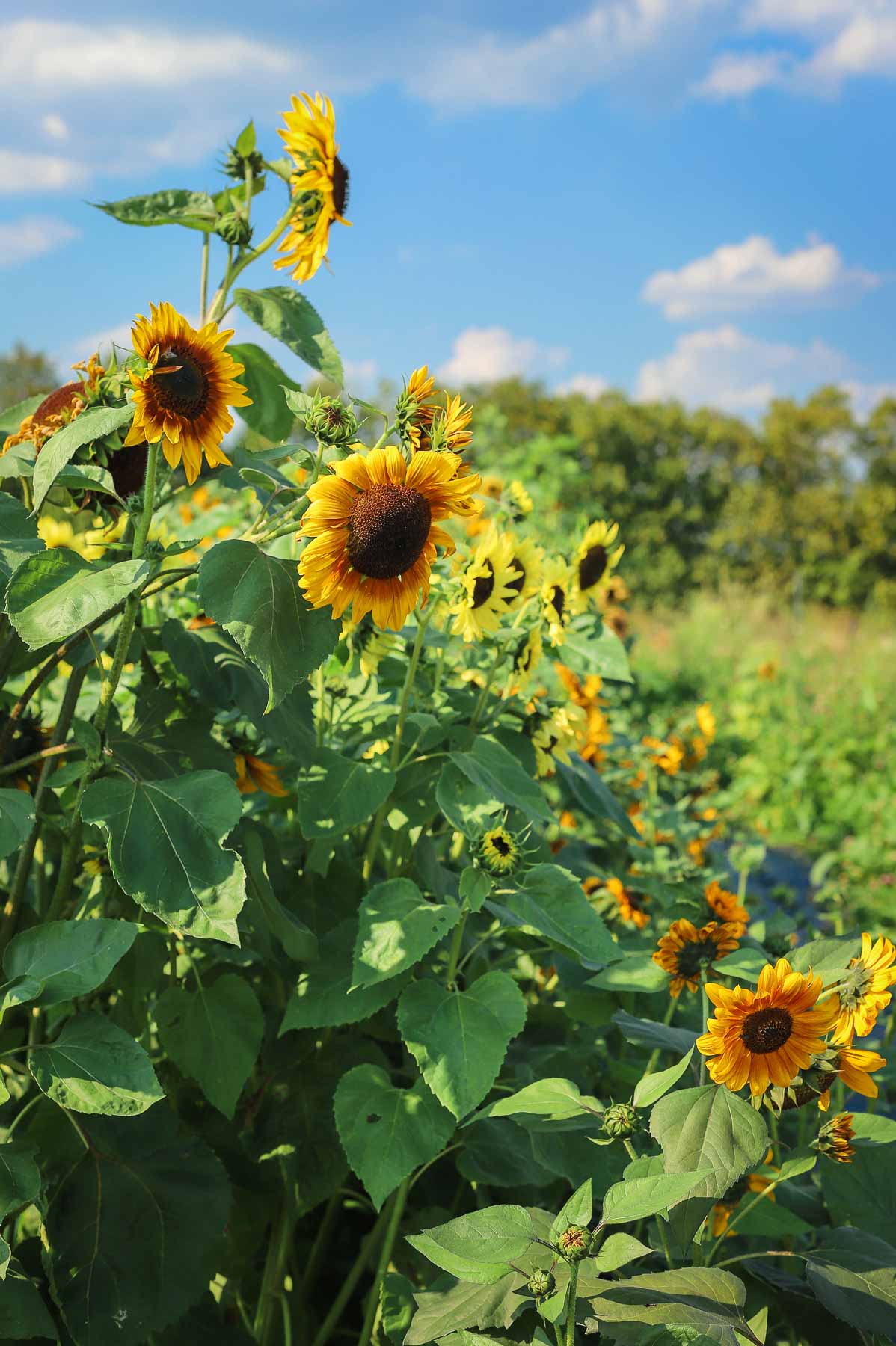 Sonnenblumen
