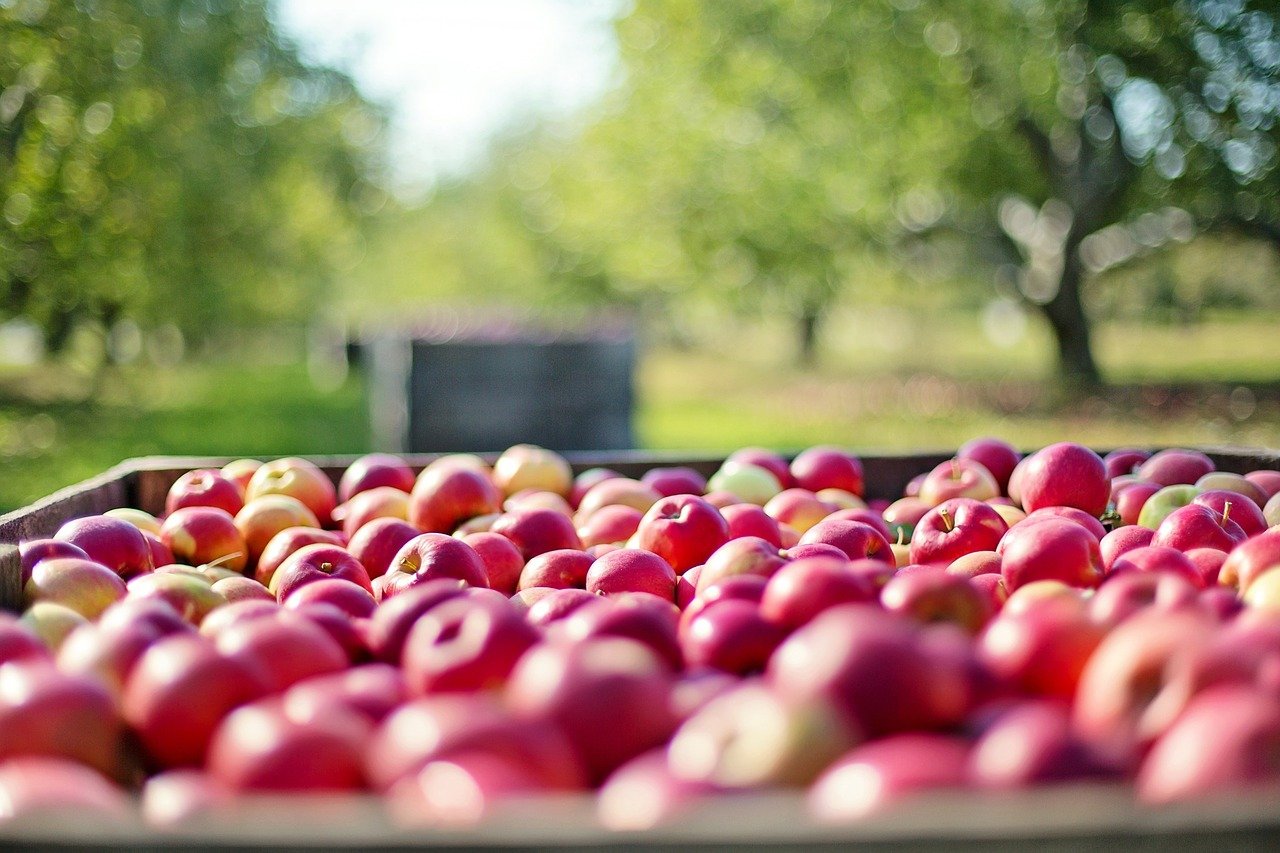 Apfel. Farm-to-Fridge: Der nächste gesunde Food-Trend