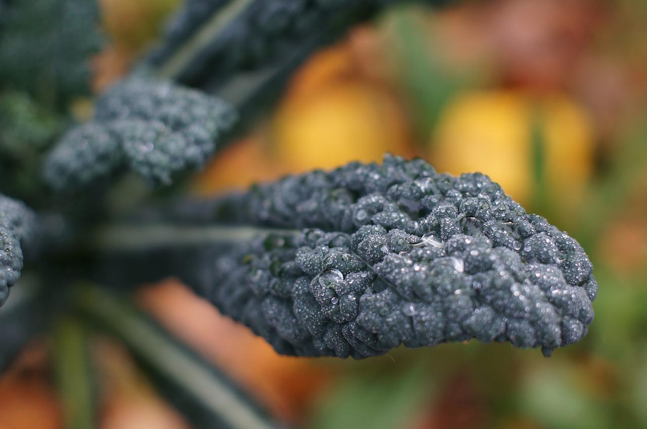 Cavolo Nero - der toskanische Schwarzkohl